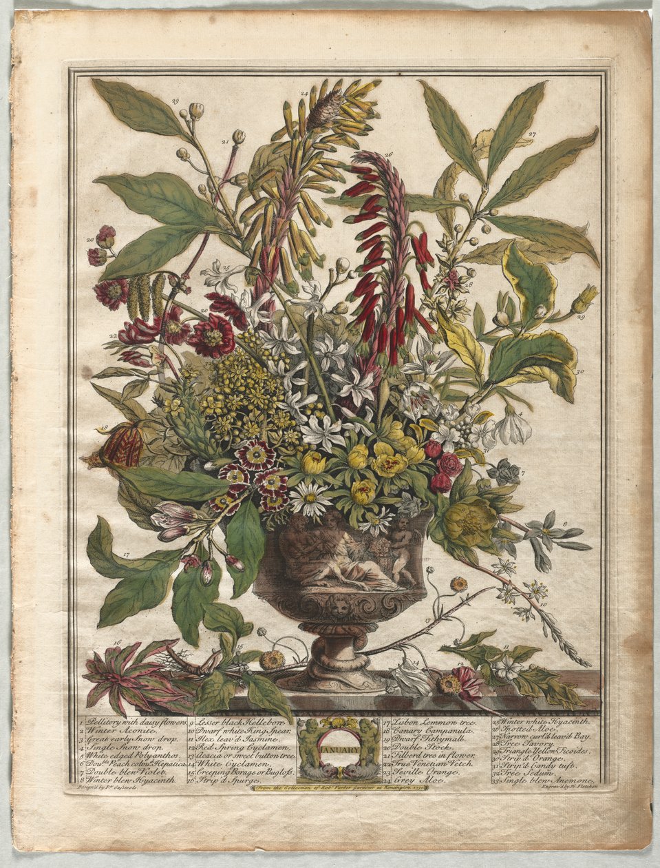 Tolv måneders blomster: januar af Henry Fletcher