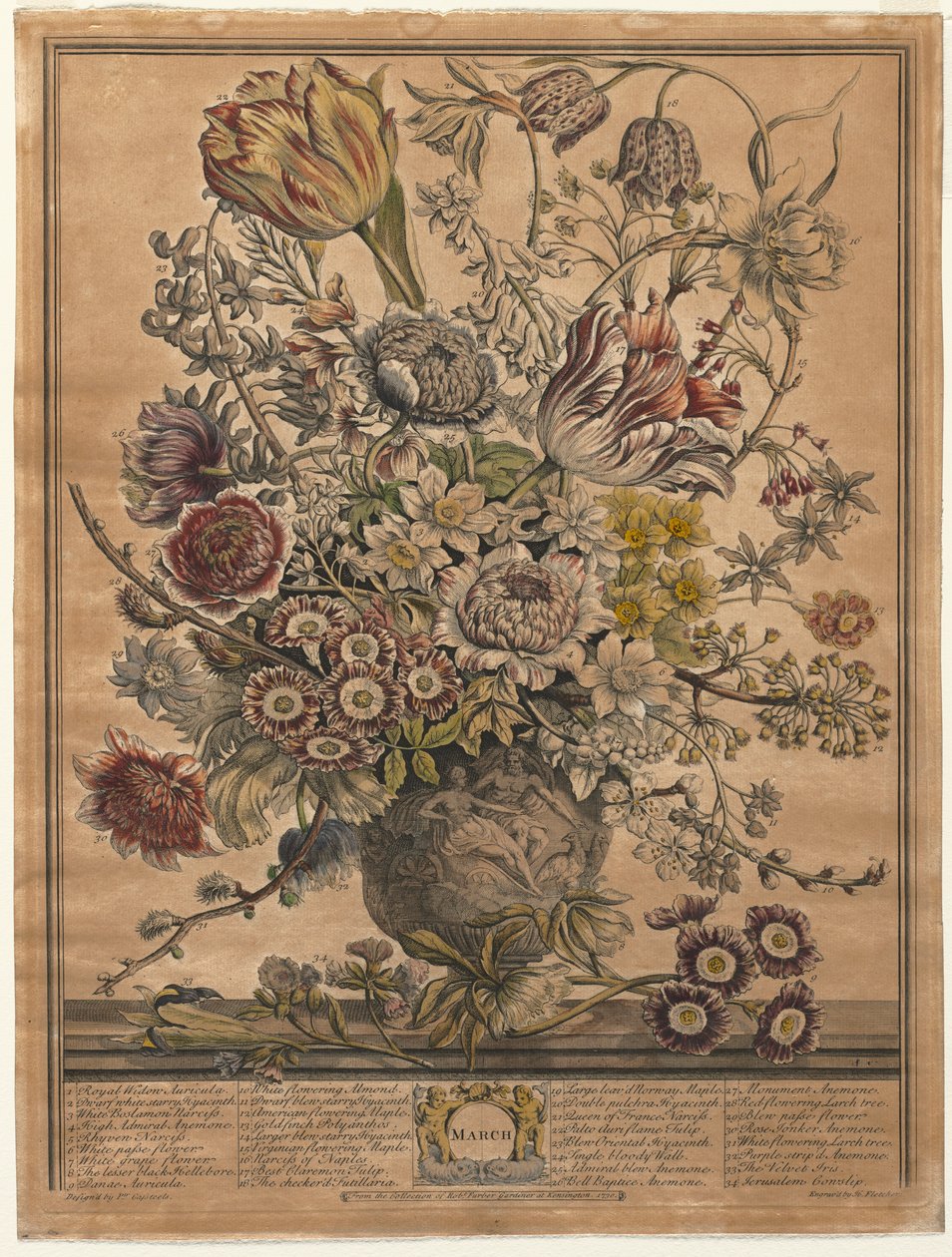 Tolv måneders blomster: marts 1730. af Henry Fletcher