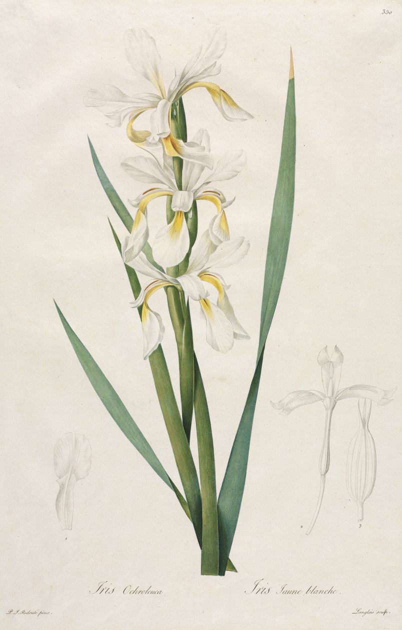Guldbåndet iris af Henry Joseph Redouté