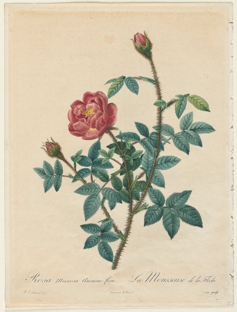 Moss Rose af Henry Joseph Redouté
