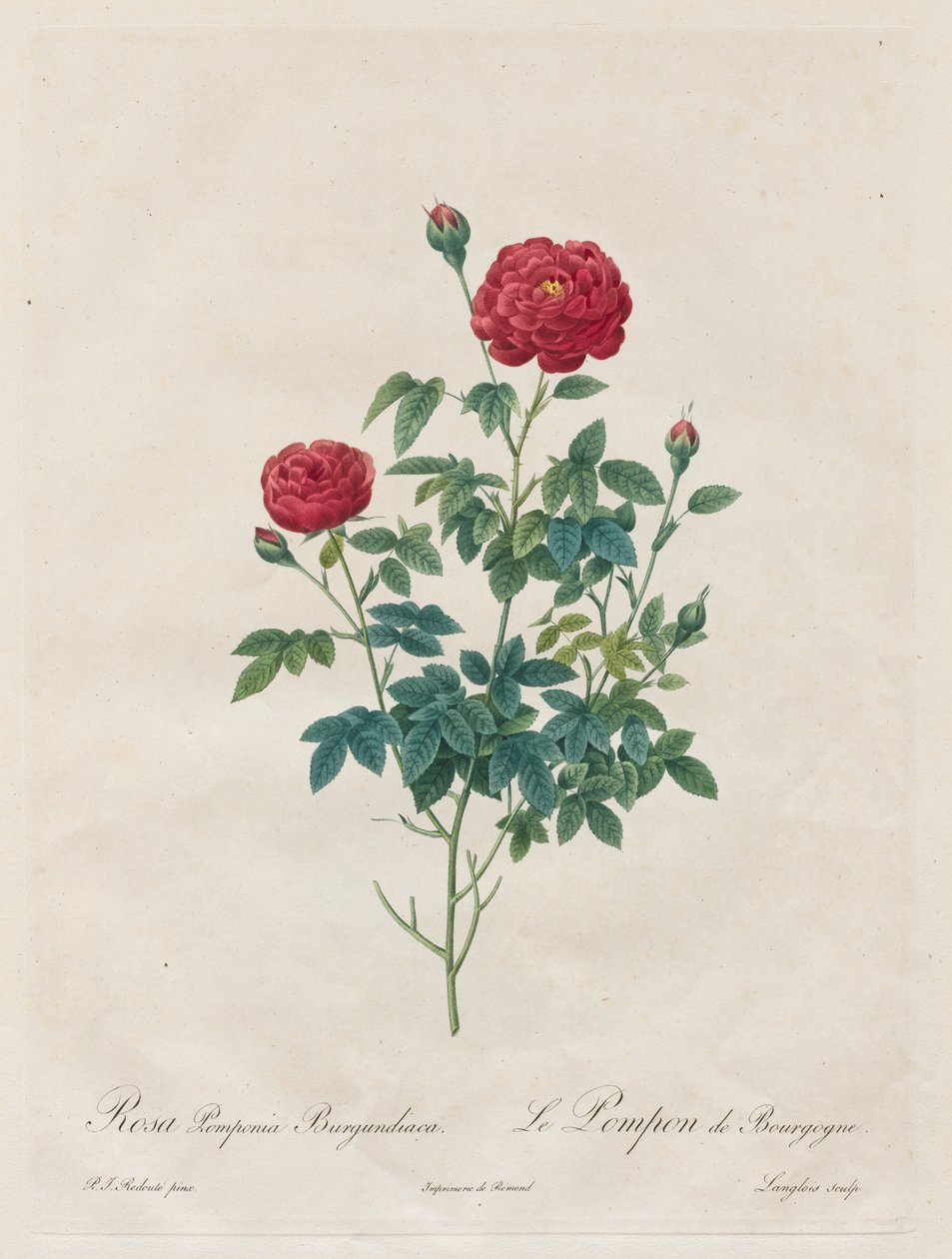 Pompom Pink af Henry Joseph Redouté