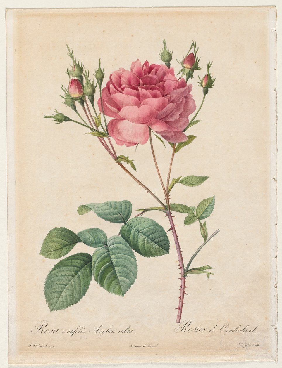 Rosa Centifolia Anglica Rubra af Henry Joseph Redouté