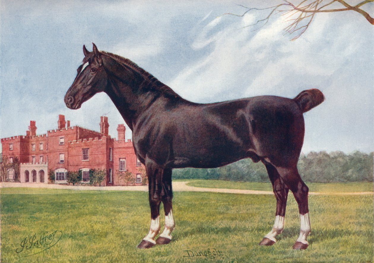 Hackney hingst Danegelt, c1905 c1910 af Henry Powell Palfrey