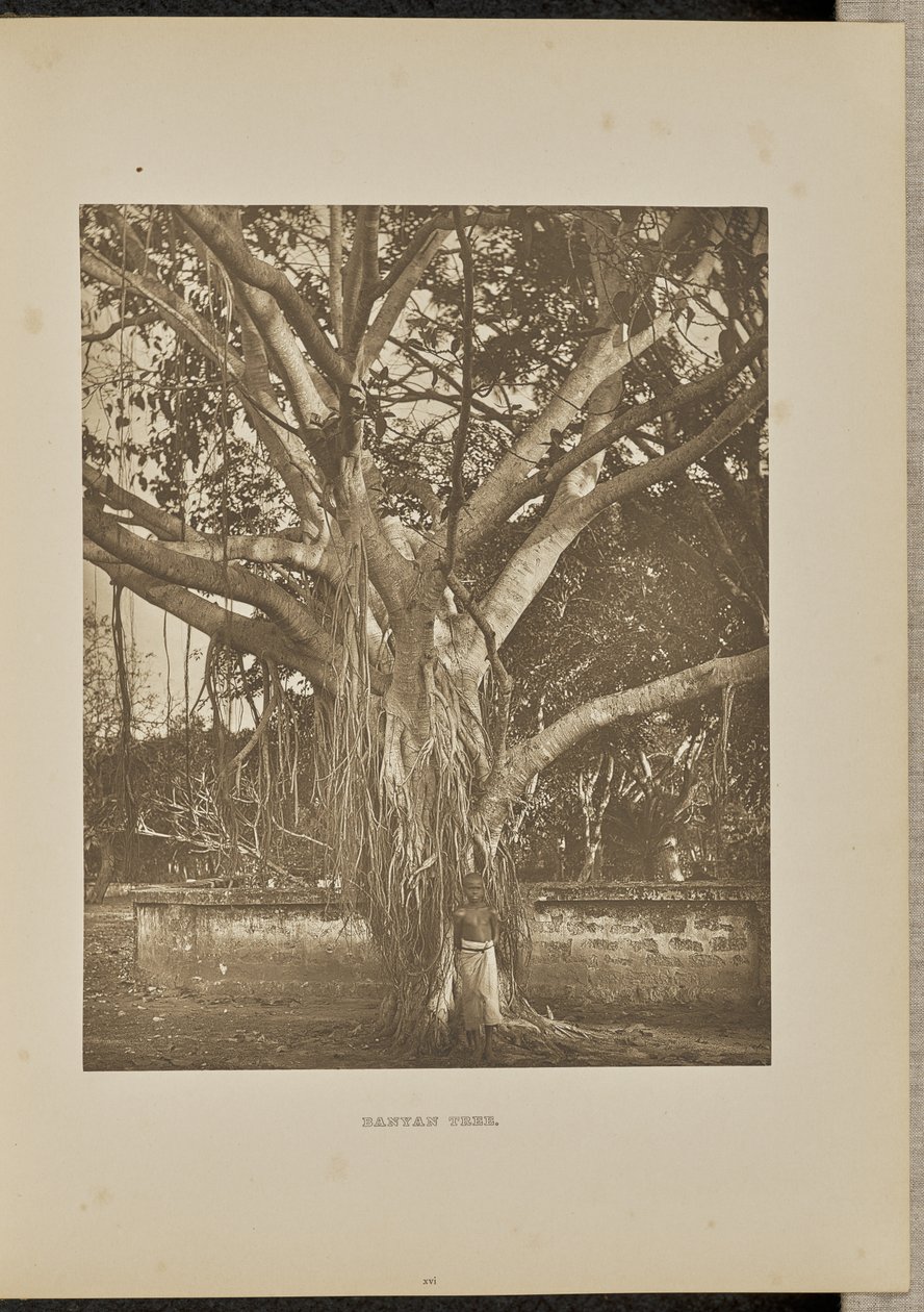 Banyan-træ med unge aërial-stængler af Henry W. Cave