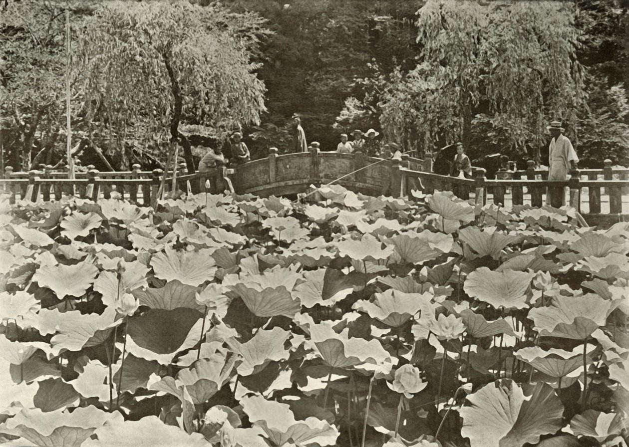 En Lotusdam, 1910. af Herbert Ponting