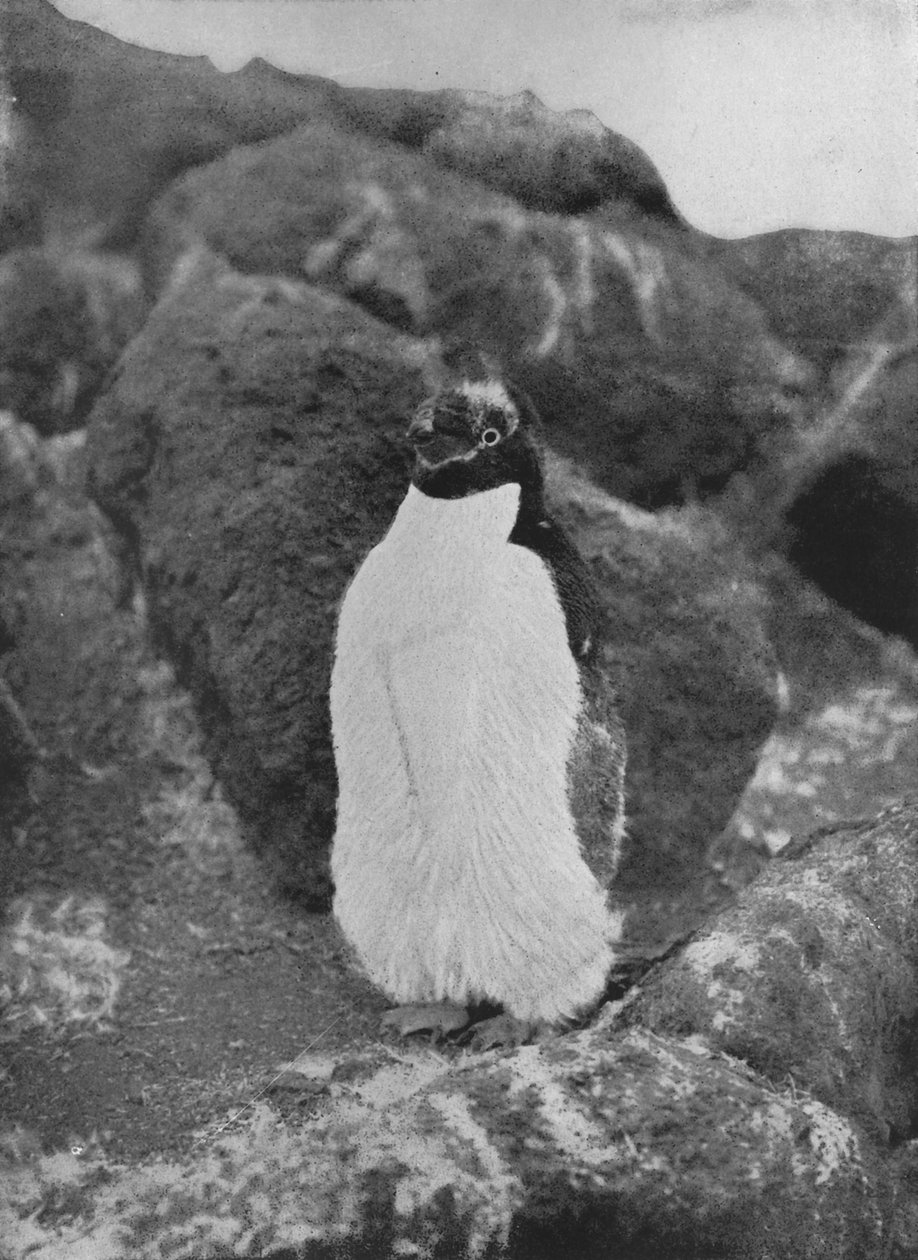 En fældende pingvin, c1911, 1913 af Herbert Ponting