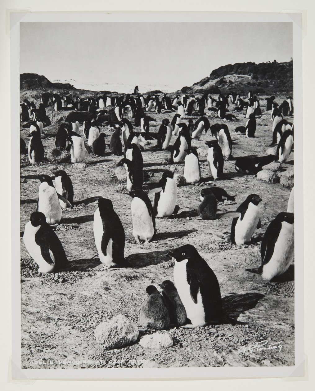Adelie Penguins på Cape Royds (bromidtryk) af Herbert Ponting