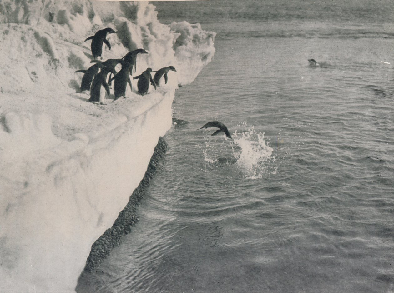 Penguins Diving, c1911, 1913 af Herbert Ponting