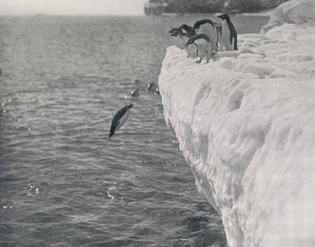 Penguins Diving, c1911, 1913 af Herbert Ponting