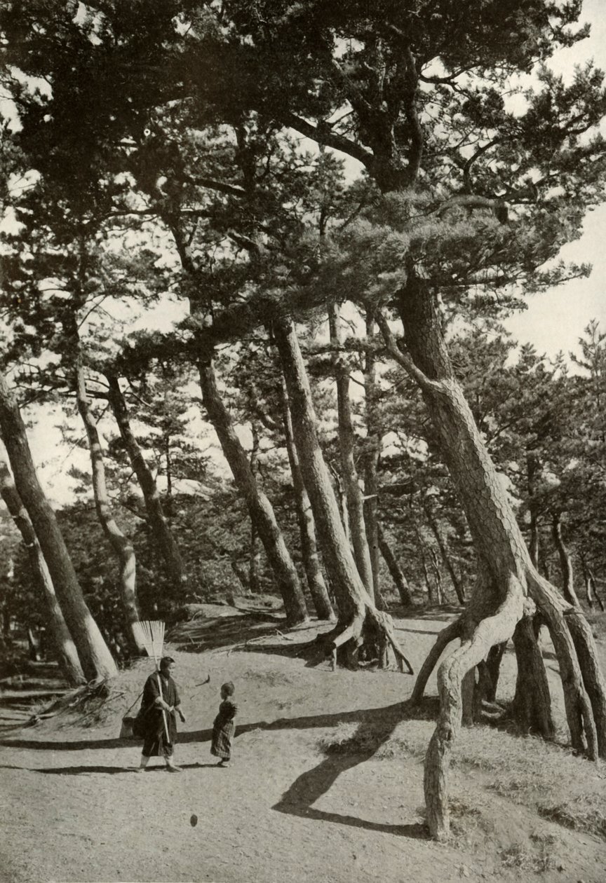 The Pines of Shizu-Ura, 1910. af Herbert Ponting