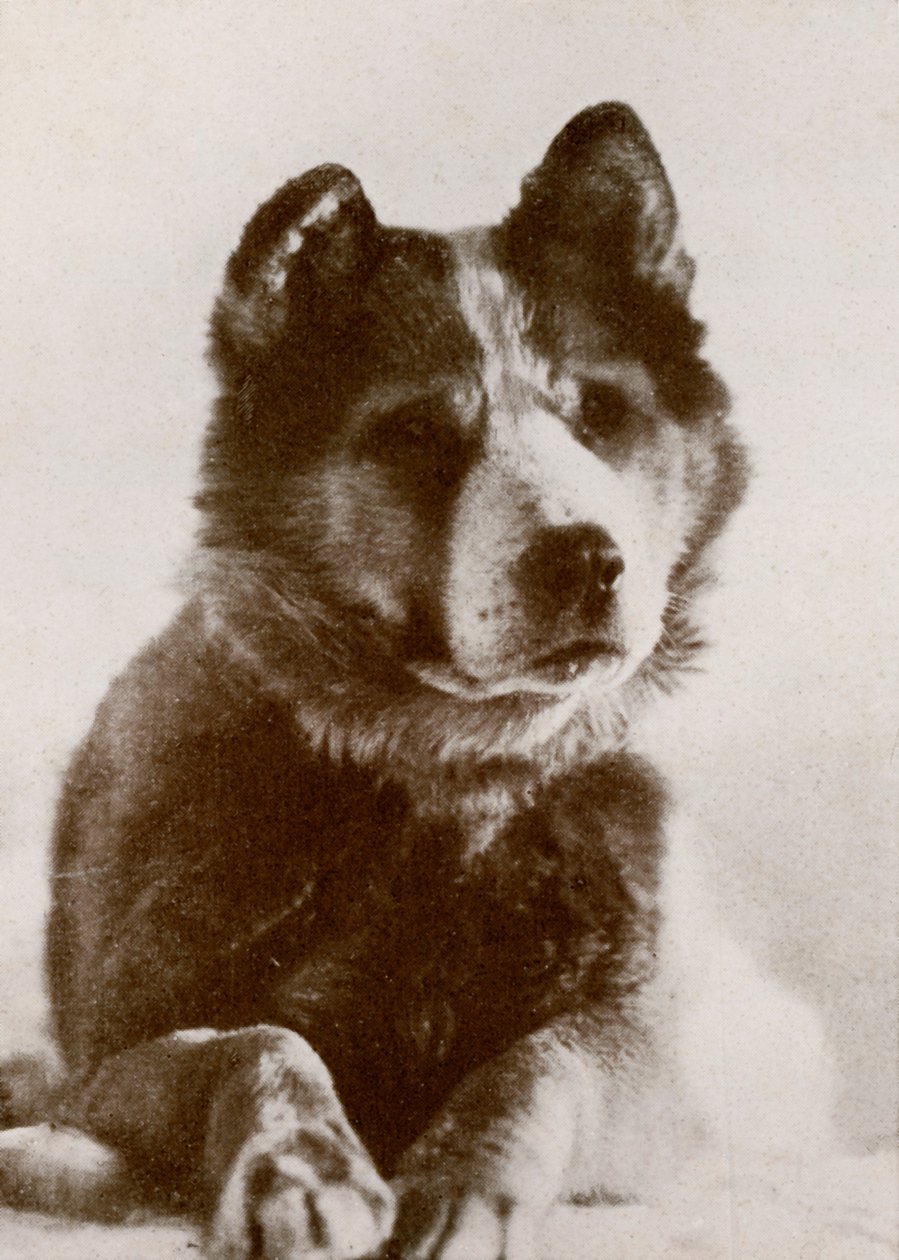 Vida, s. 19101913, 1913. af Herbert Ponting