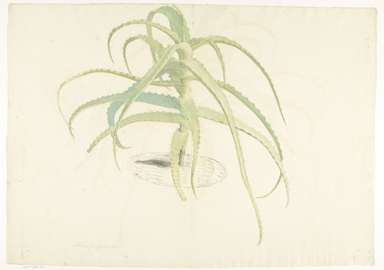 Aloe perfoliata af Herman Saftleven