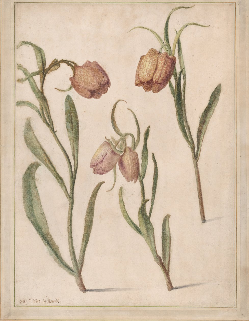 Studie af tre fritiller, 1683. af Herman Saftleven the Younger