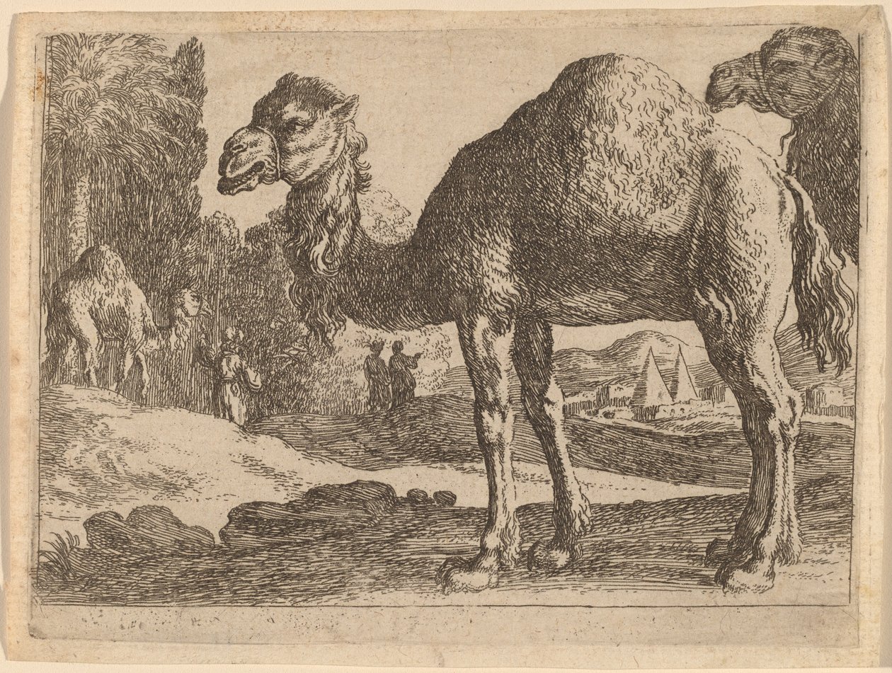 Kameler af Herman van Swanevelt