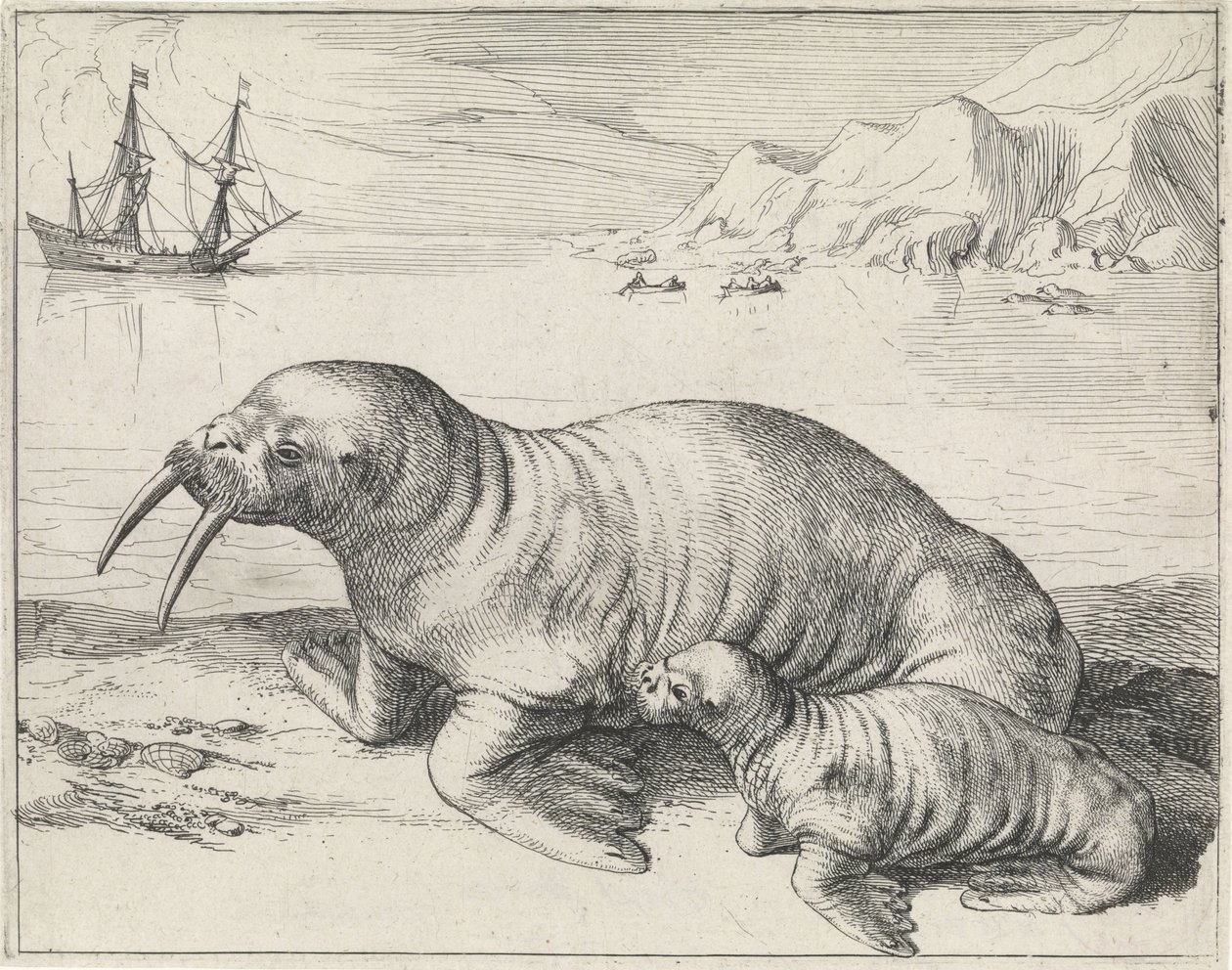 Hvalros ved Spitsbergen af Hessel Gerritsz