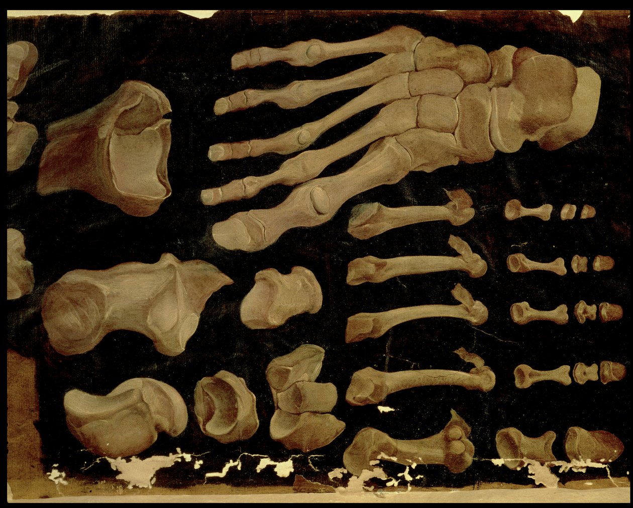 Anatomisk tegning af fodens knogler af Hieronymus Fabricius ab Aquapendente