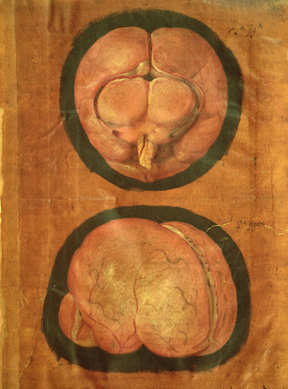 Anatomisk tegning af den menneskelige hjerne af Hieronymus Fabricius ab Aquapendente