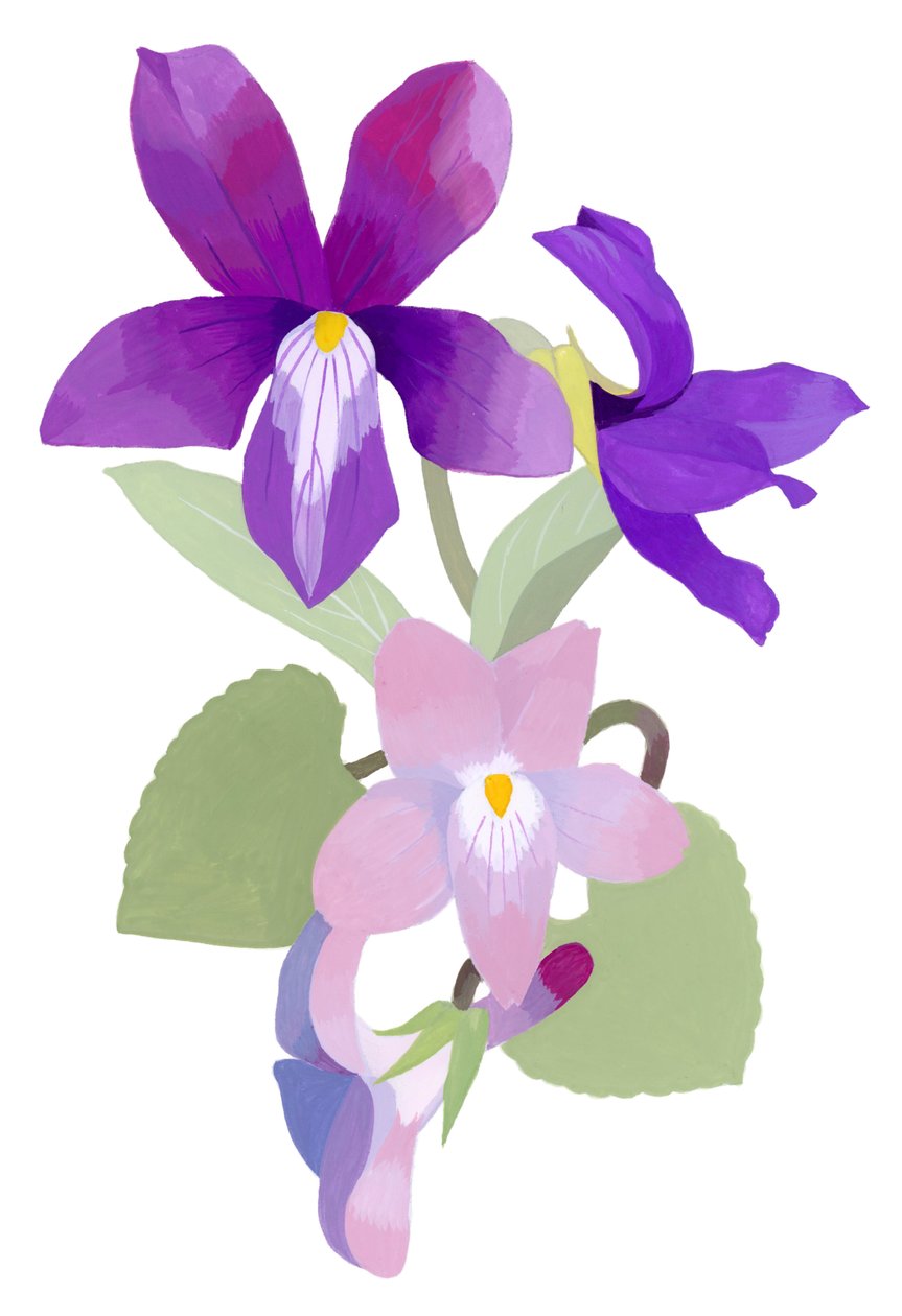 Viola mandshurica af Hiroyuki Izutsu