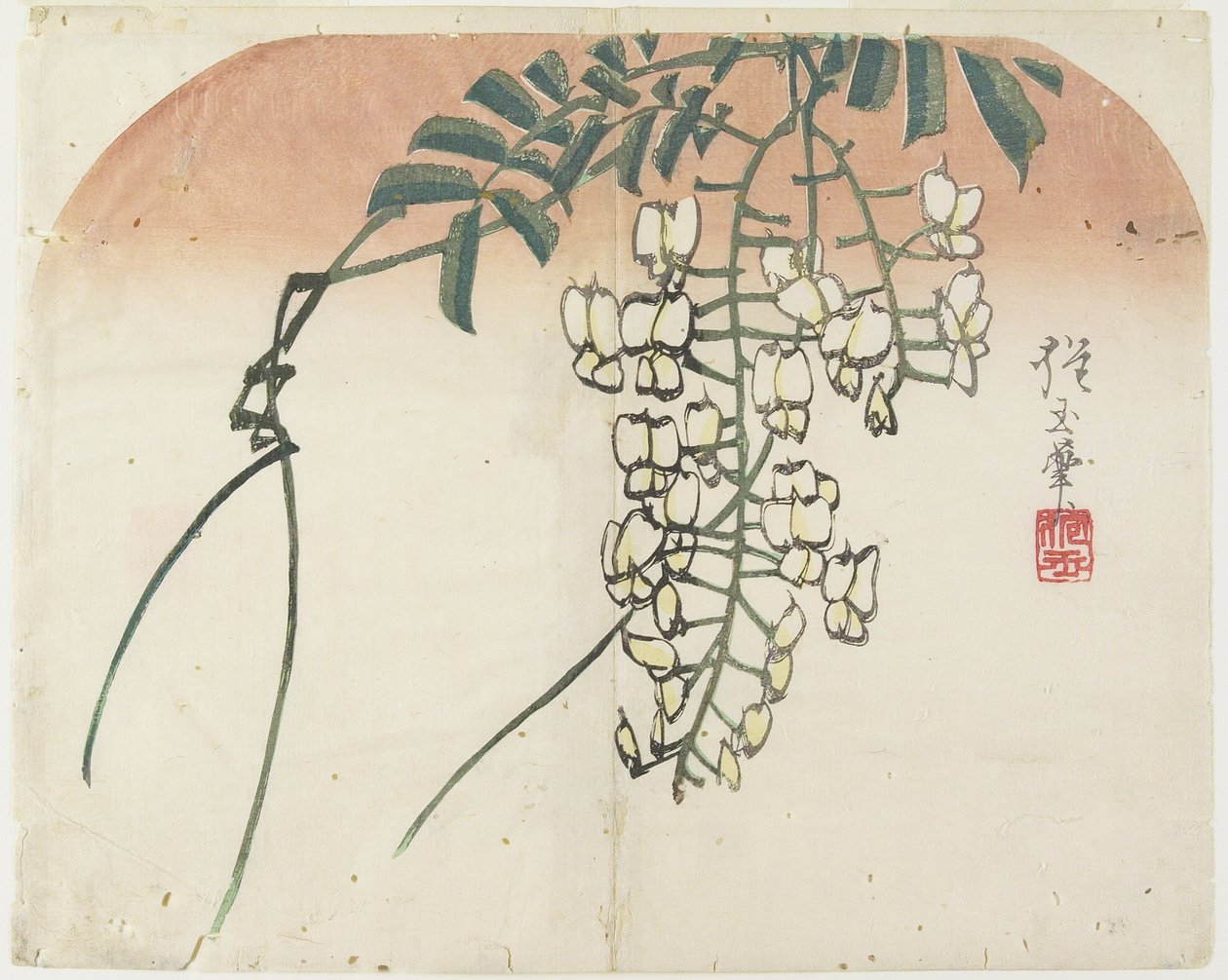 (Hvid blåregn), ca. 1830 af Hogyoku