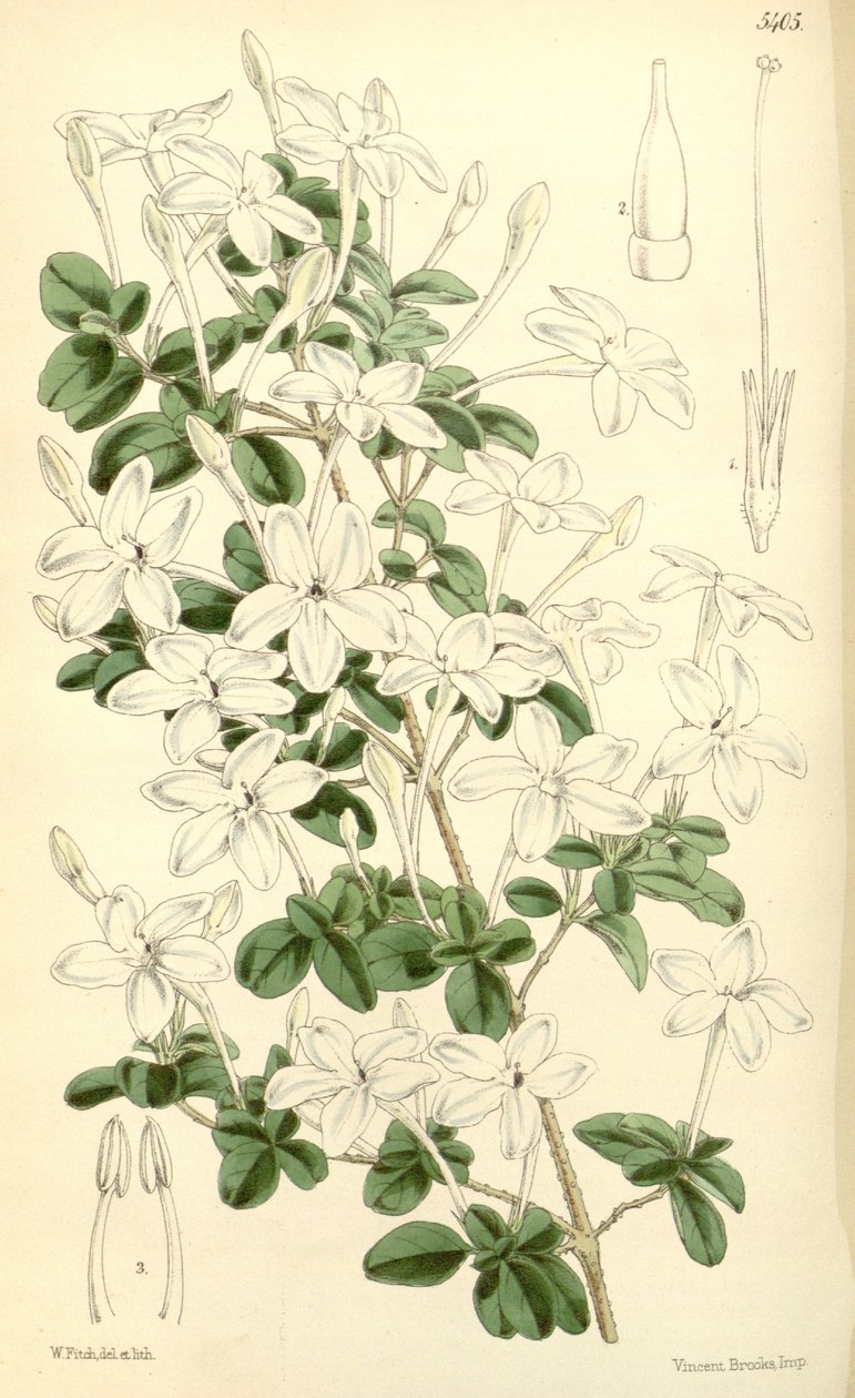 Pseuderanthemum tuberculatum af Hooker f.