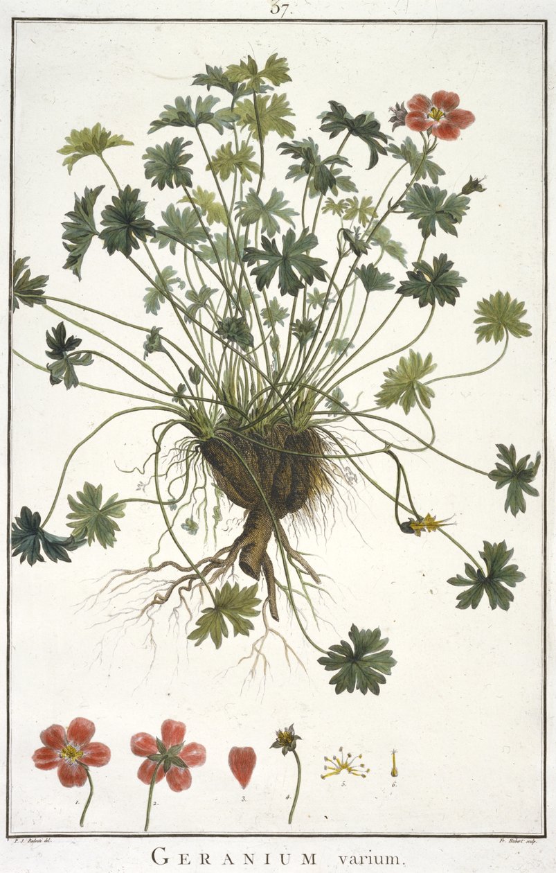 Geranium varium, fra Geraniologia, seu Erodii, Pelargonii, Monsoniae et Grieli historia iconibus illustrata, 1787-1788 af Hubert Robert