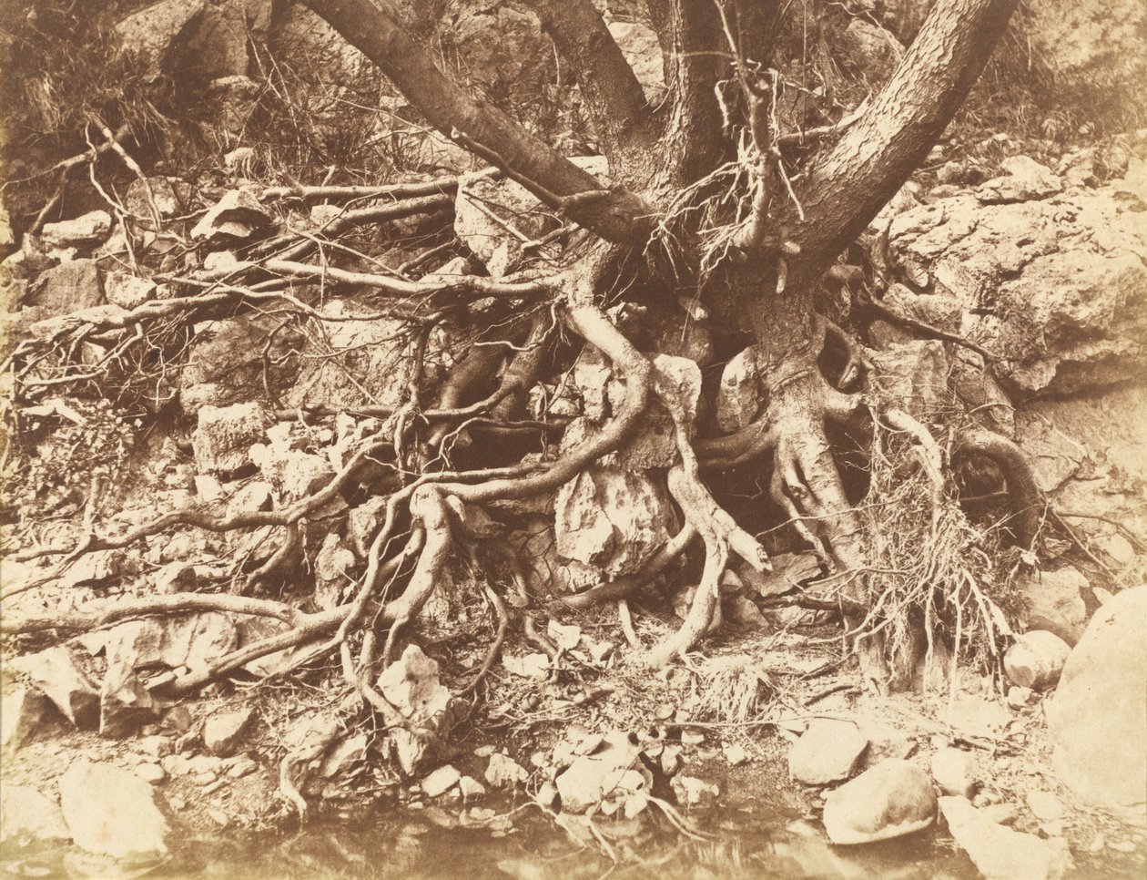 Træ med virvar af rødder, 1853. af Hugh Owen