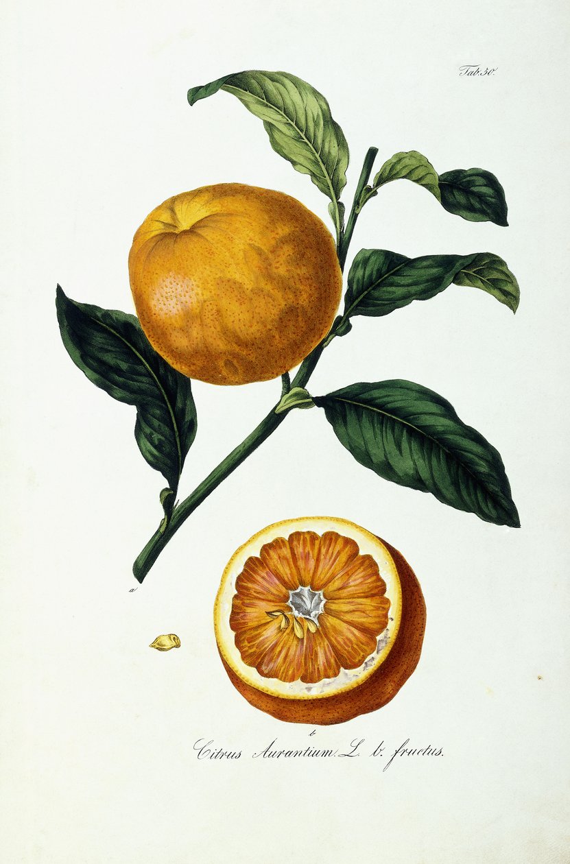Orange frugt, citrus af Ignaz (after) Strenzl