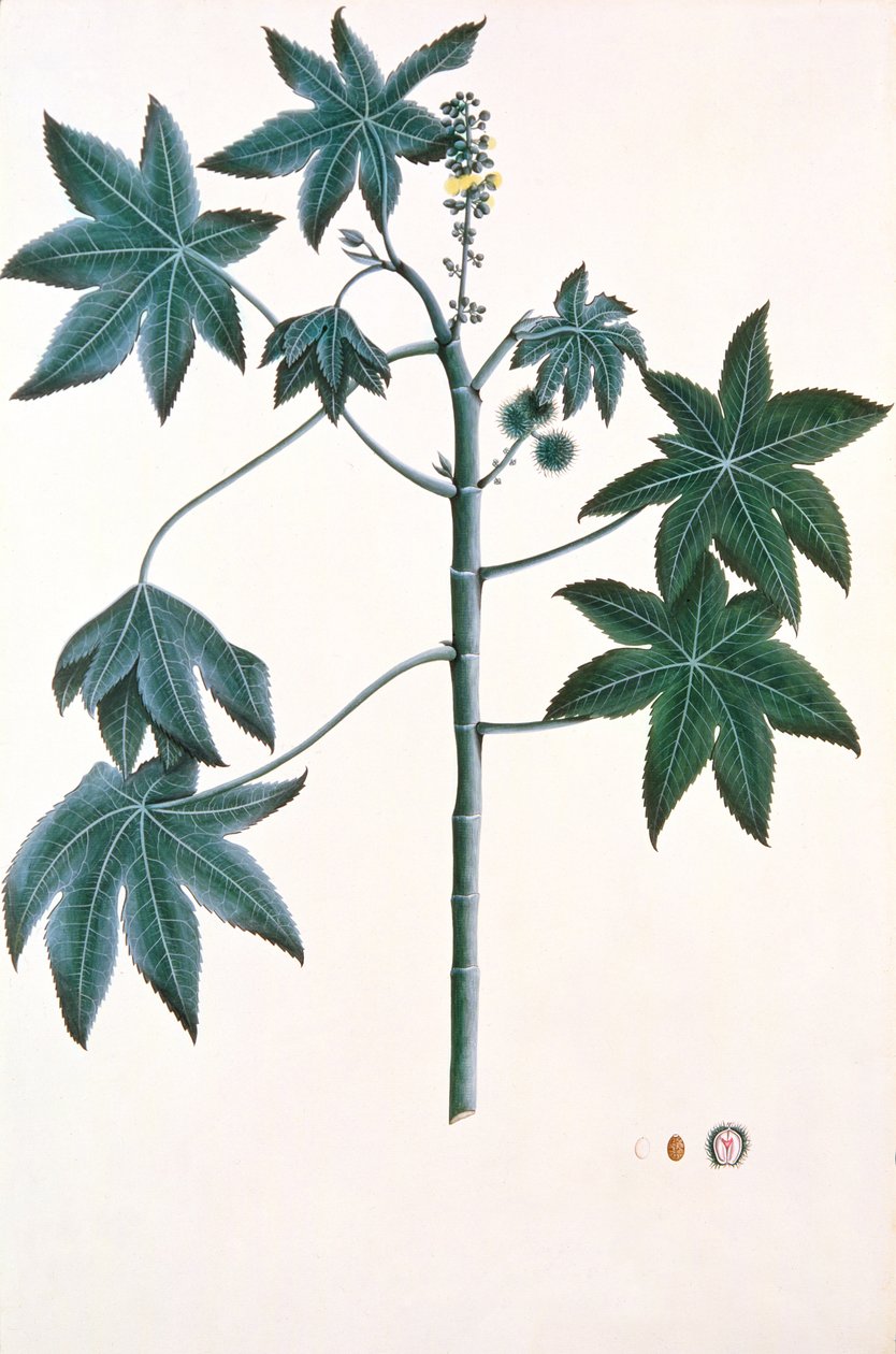Ricinusolieplante, ca. 1801-4 (gouache og blæk på papir) af Indian School