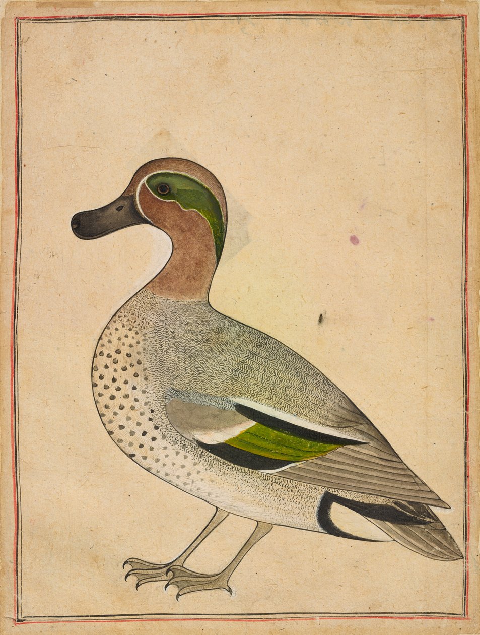 A Green-winged Teal, c.1730dani af Indian School