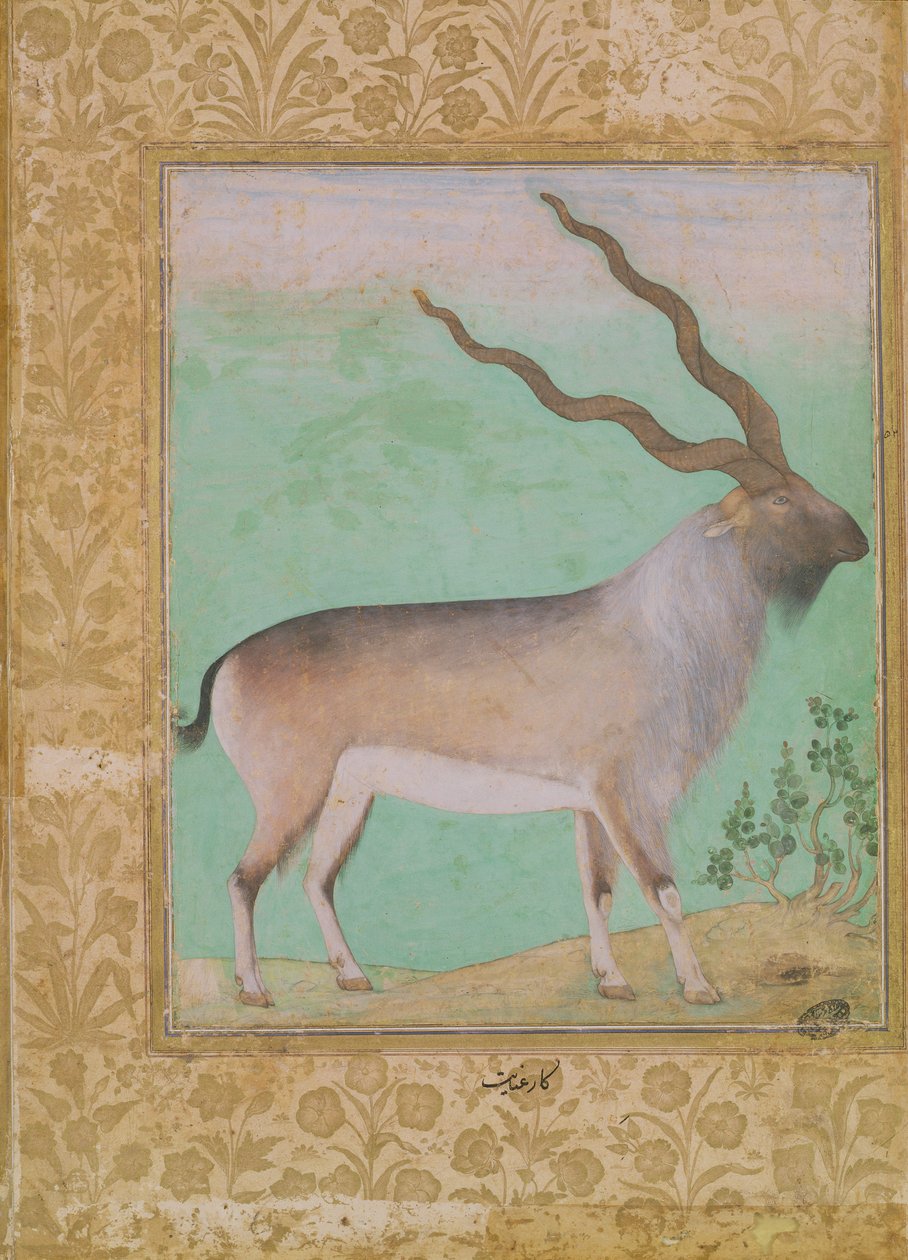 Ibex, Mughal af Indian School
