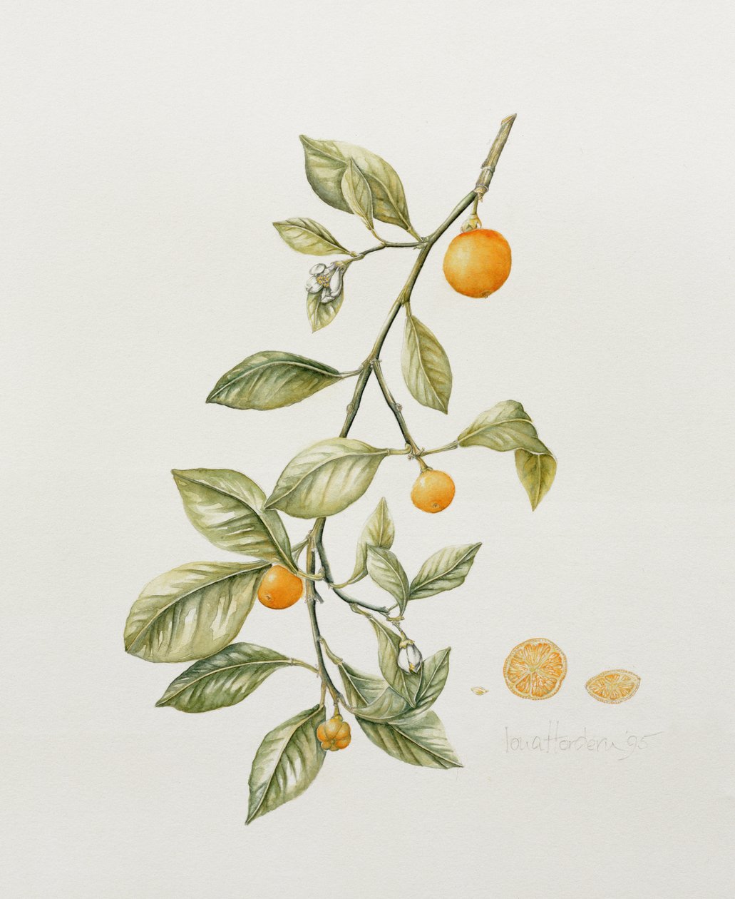 Ornamental Orange, 1995 (wc) af Iona Hordern