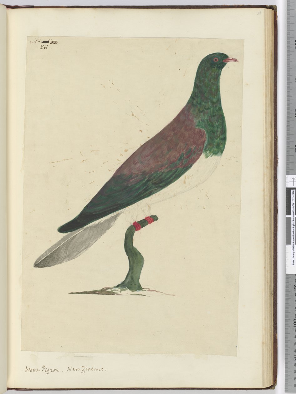 F.26 Skovdue. New Zealand, 1772-75 (wc) af Isaac Smith