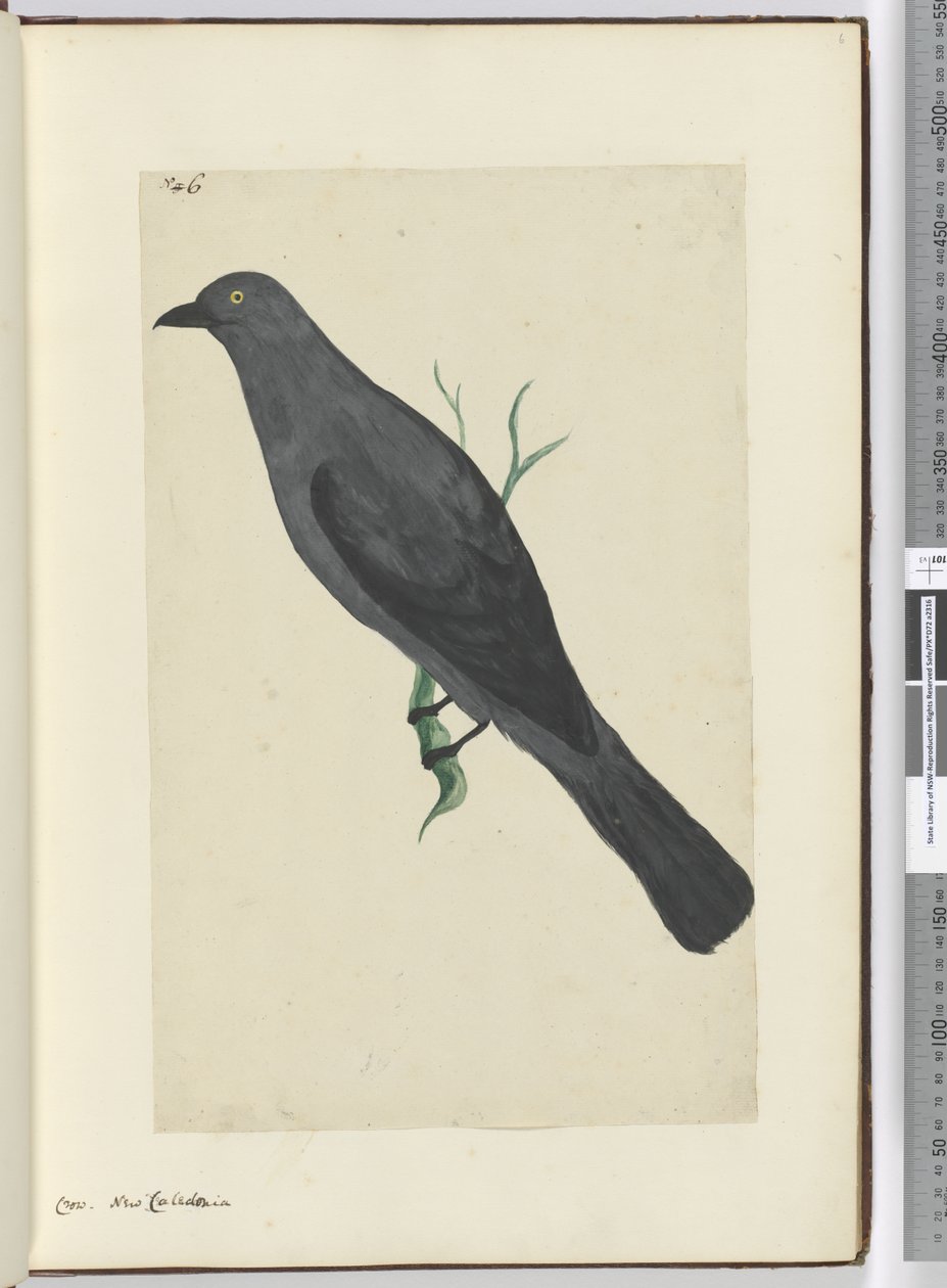 F.6 Krage. Ny Kaledonien, 1772-75 (wc) af Isaac Smith