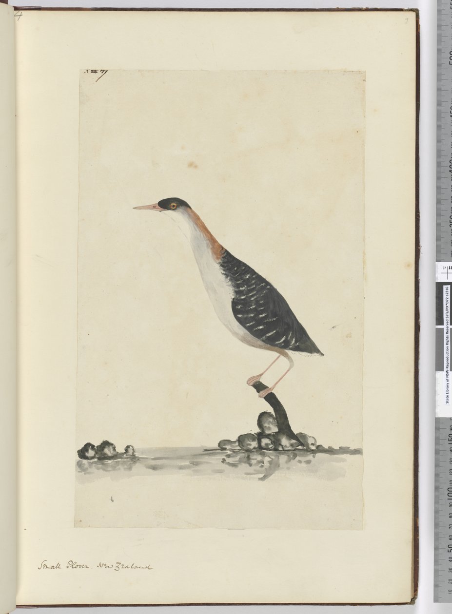 F.7 Småhøge. New Zealand, 1772-75 (wc) af Isaac Smith