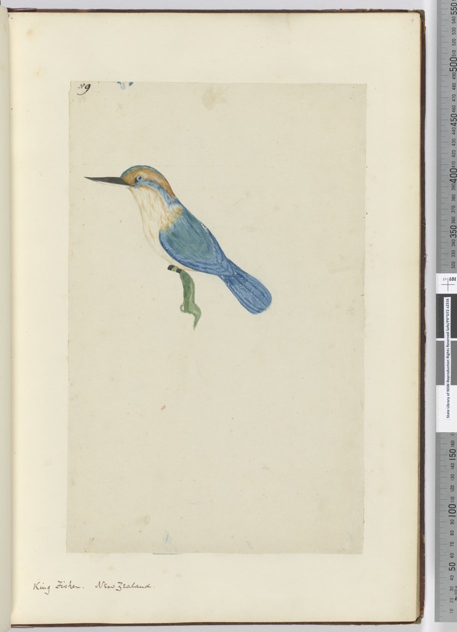 F.9 Kongefisker. New Zealand, 1772-75 (wc) af Isaac Smith