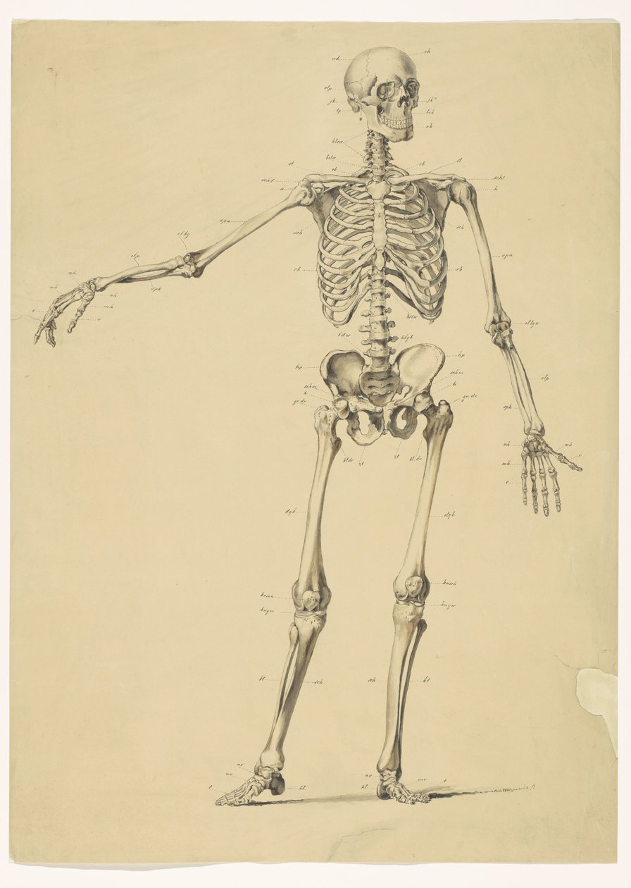 Menneskeskelet, med noter af Isaac Weissenbruch