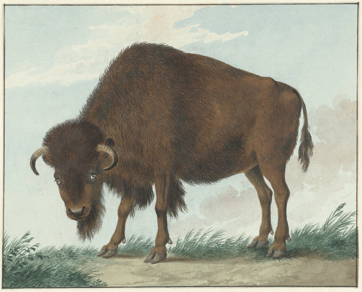 Bison af Isaac van Haastert
