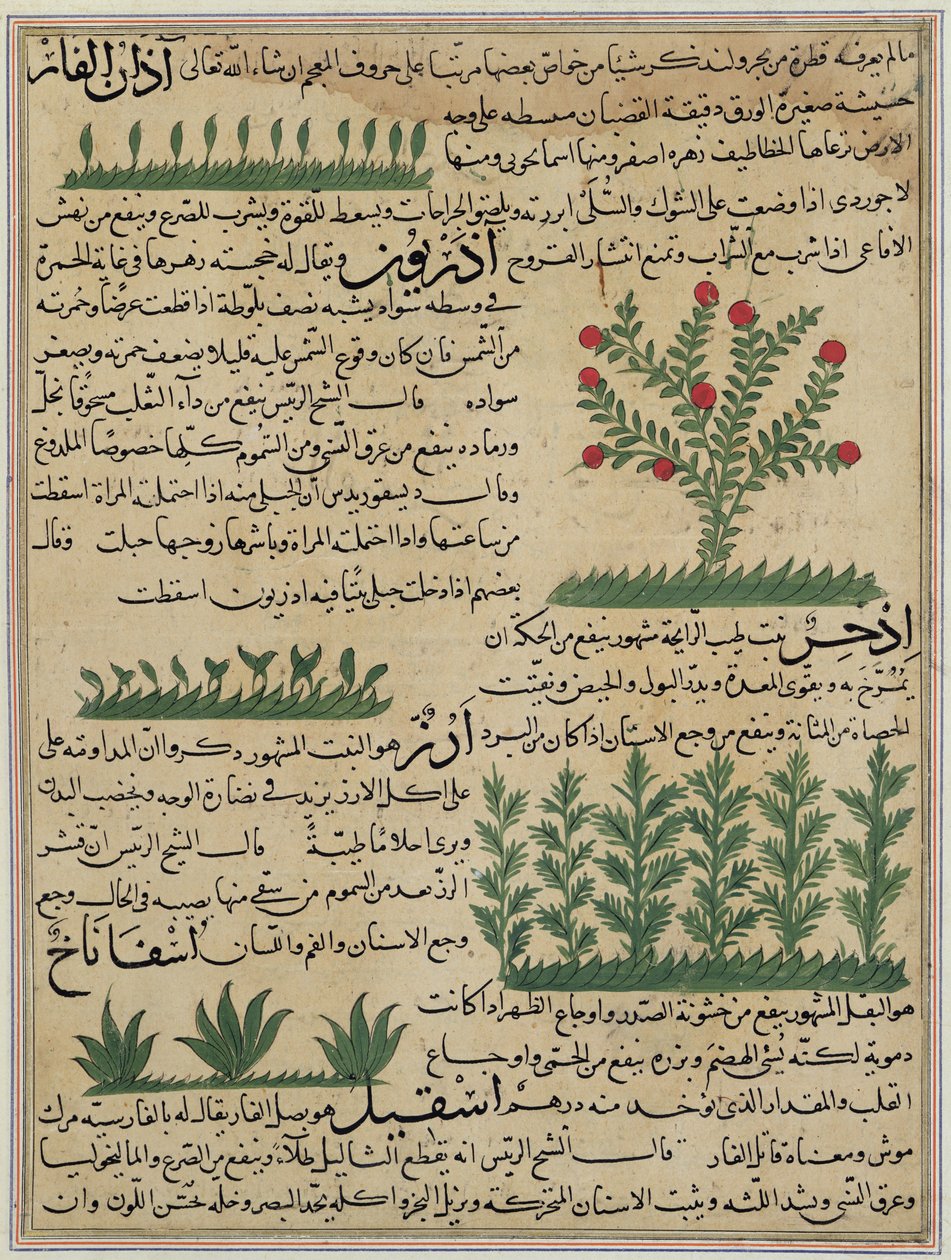 Fru E-7 fol. 142b Botaniske planter, illustration fra 