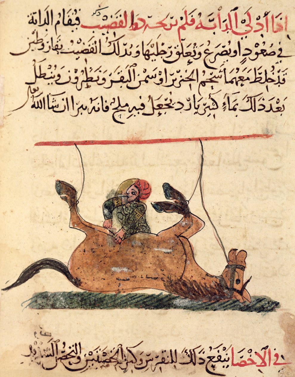 Operation på en hest, illustration fra 