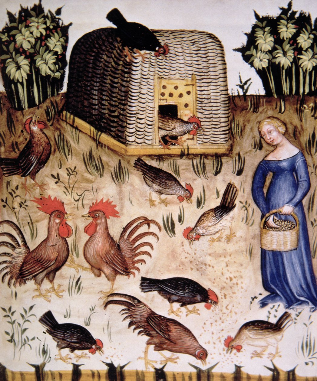 Fol.65r Opdrætshaner, illustration fra Tacuinum Santiatis Codex Vindobonensis af Italian School