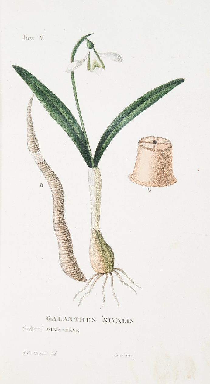 Galanthus Nivalis, plade V, fra Antotrophy That is DeFiori Cultivation af Antonio Piccioli, pub. 1834 af Italian School