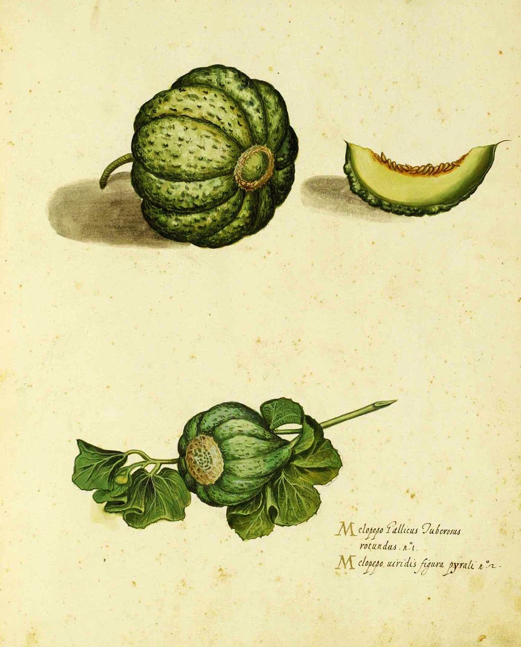 Heirloom Squash af Ulisse Aldrovandi (1522 - 1605) plade udgivet i Piante Fiori Frutti (håndfarvet gravering). af Italian School