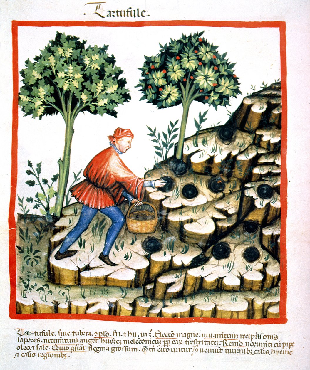 Nova 2644 f.28v Samler trøfler, fra Tacuinum Sanitatis Codex Vindobonensis (se også 130544) af Italian School