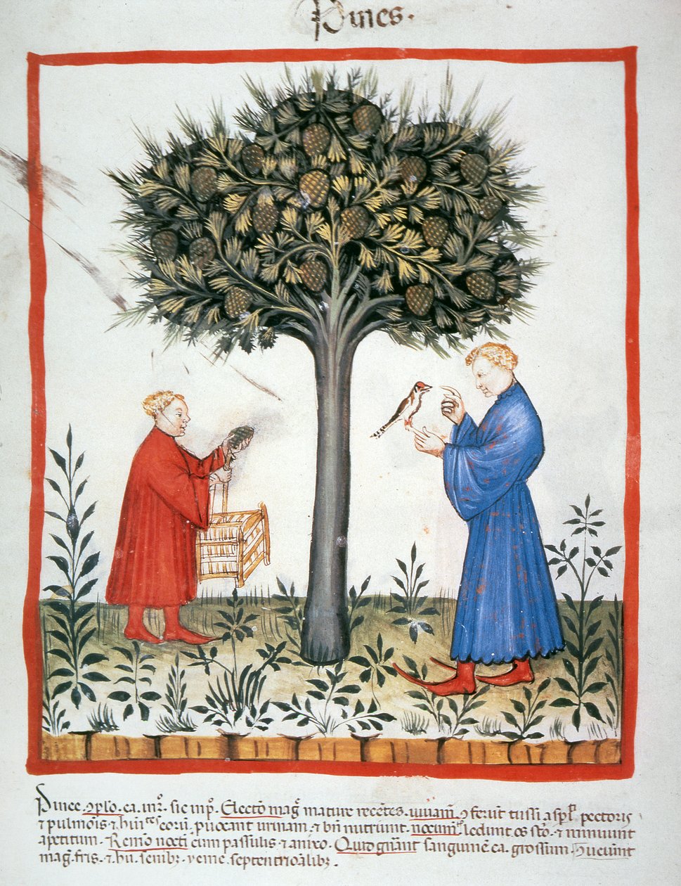 Nova 2644 fol.19v Gathering Pine Kogler, Tacuinum Sanitatis af Italian School