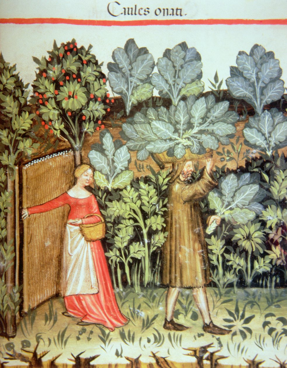 Nova 2644 fol.23r Høst af kål, fra Tacuinum Sanitatis Codex Vindobonensis af Italian School