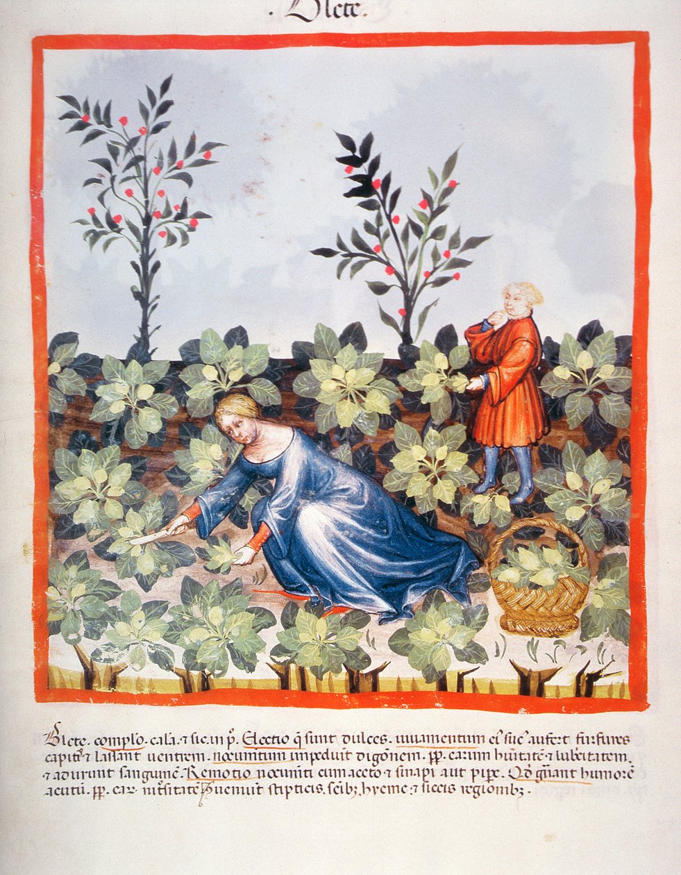 Nova 2644 fol.27r Høst kinesiske blade, fra Tacuinum Sanitatis af Italian School