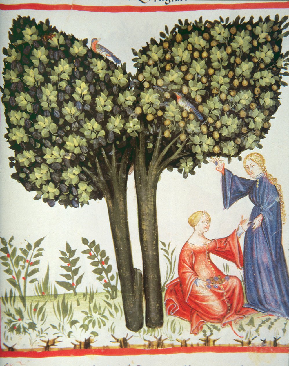 Nova 2644 fol.6r Plukke blommer af Italian School