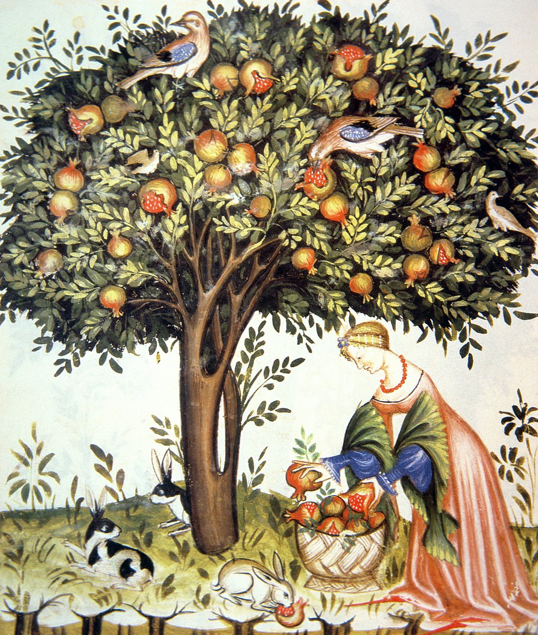 Nova 2644 fol.7v Indsamling af bitre granatæbler, fra Tacuinum Sanitatis af Italian School