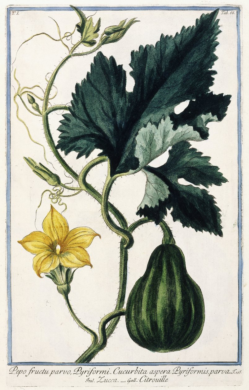 A Pumpkin, 1772-1784dani af Italian School