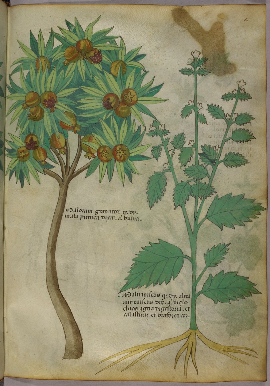 Botanisk illustration (blæk og farve på papir) af Italian School
